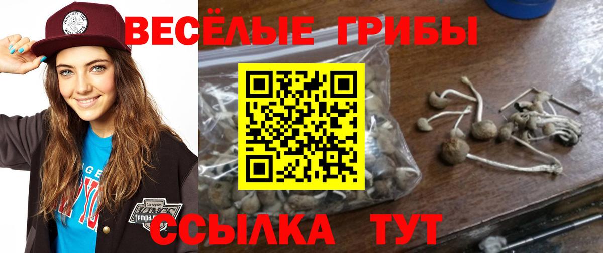 что такое наркотик  Вход с VPN  Котлас  Галлюциногенные грибы Cubensis  Псилоцибиновые грибы мицелий 
